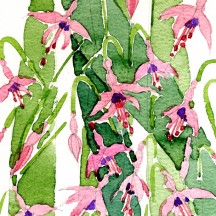 Fuchsias